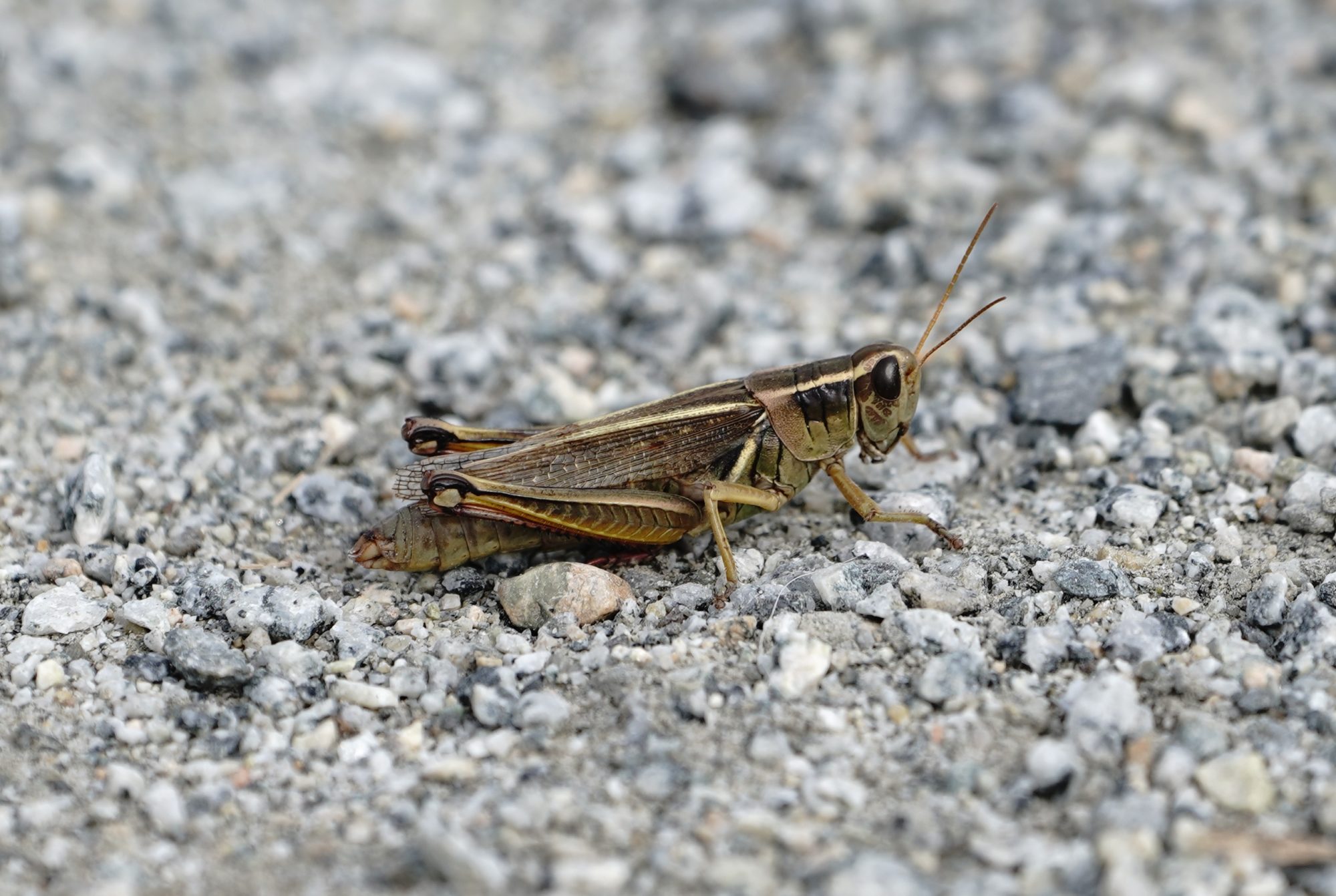 Grasshopper