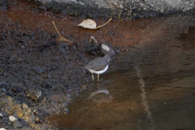 Spotted Sandpiper