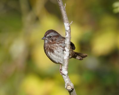 Song Sparrow