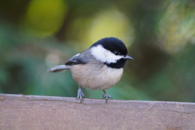 Black-capped Chickadee