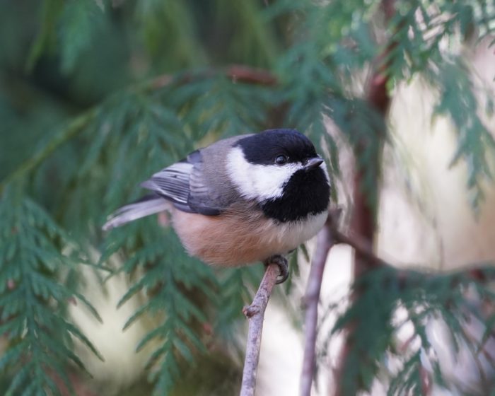 Black-capped Chickadee