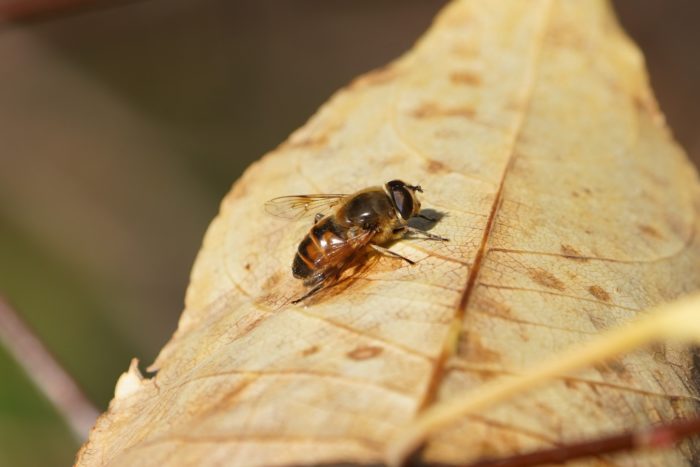 Hoverfly on a leaf