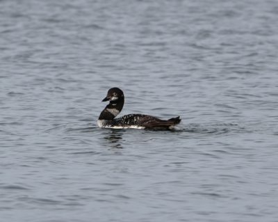 Common Loon