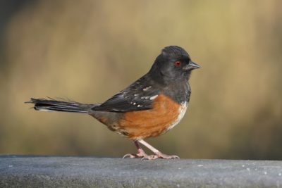 Spotted Towhee