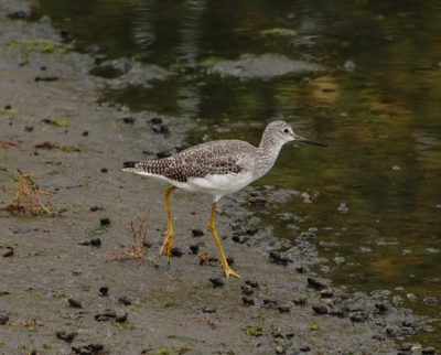 Greater Yellowlegs