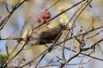 American Robin