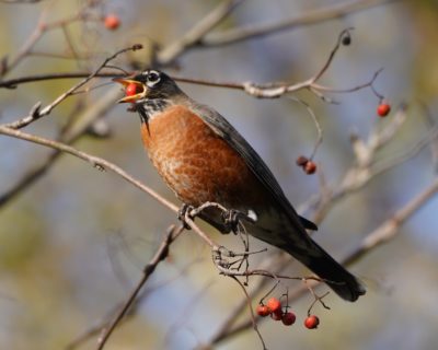 American Robin