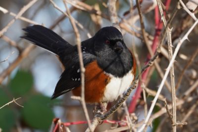 Spotted Towhee