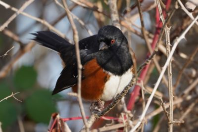 Spotted Towhee