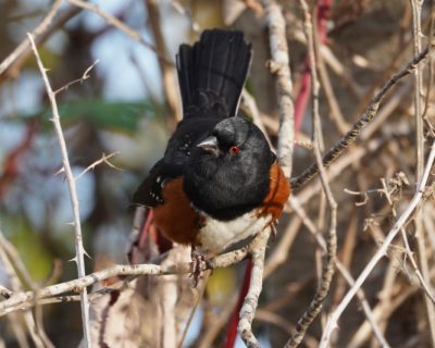 Spotted Towhee