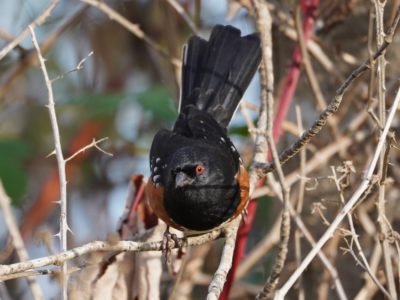 Spotted Towhee