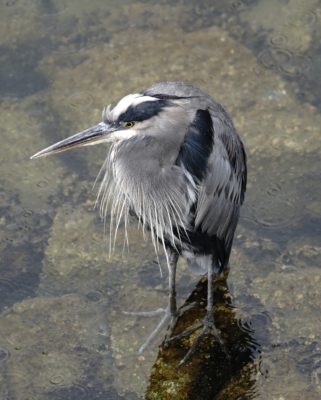 Great Blue Heron