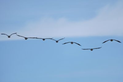 Canada Geese in flight