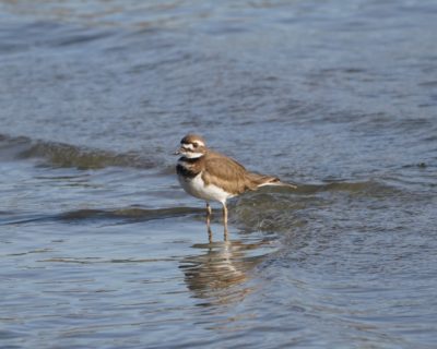 Killdeer