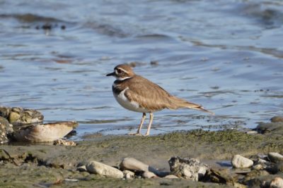 Killdeer