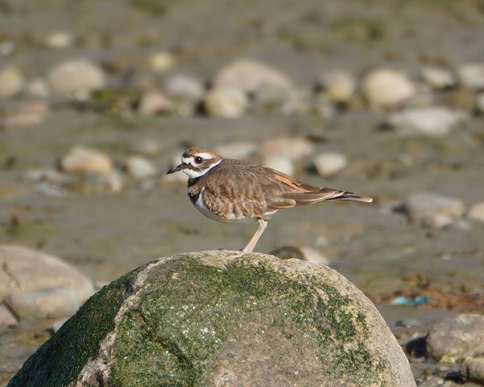 Killdeer