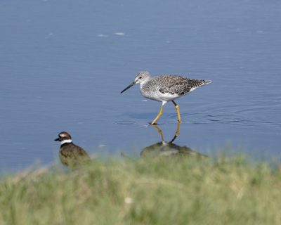 Greater Yellowlegs