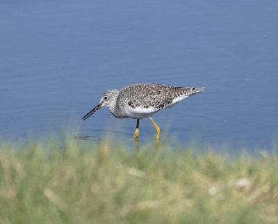 Greater Yellowlegs