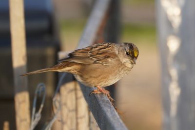 Golden-crowned Sparrow