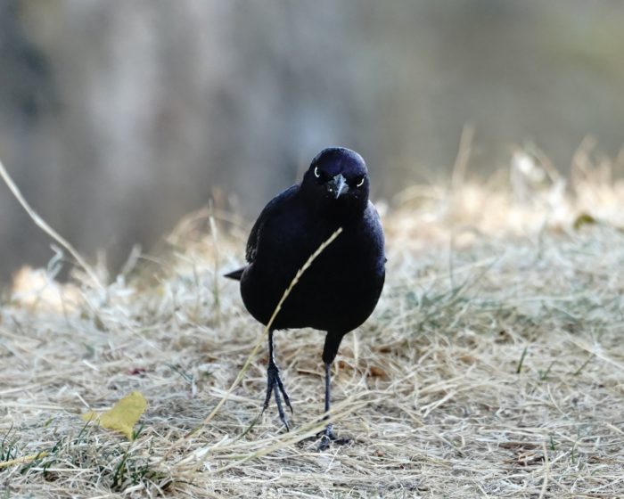 Brewer's Blackbird