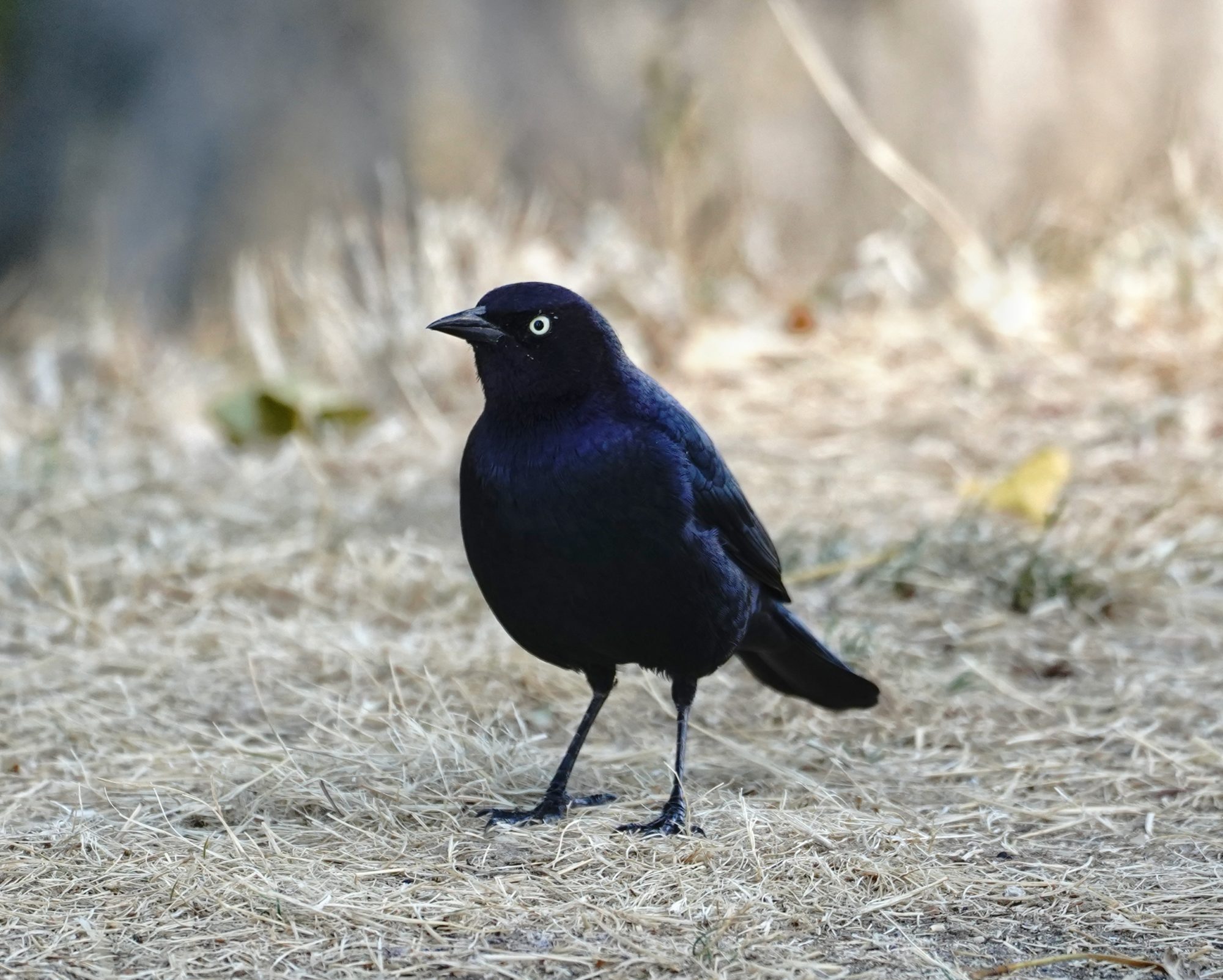 Brewer's Blackbird