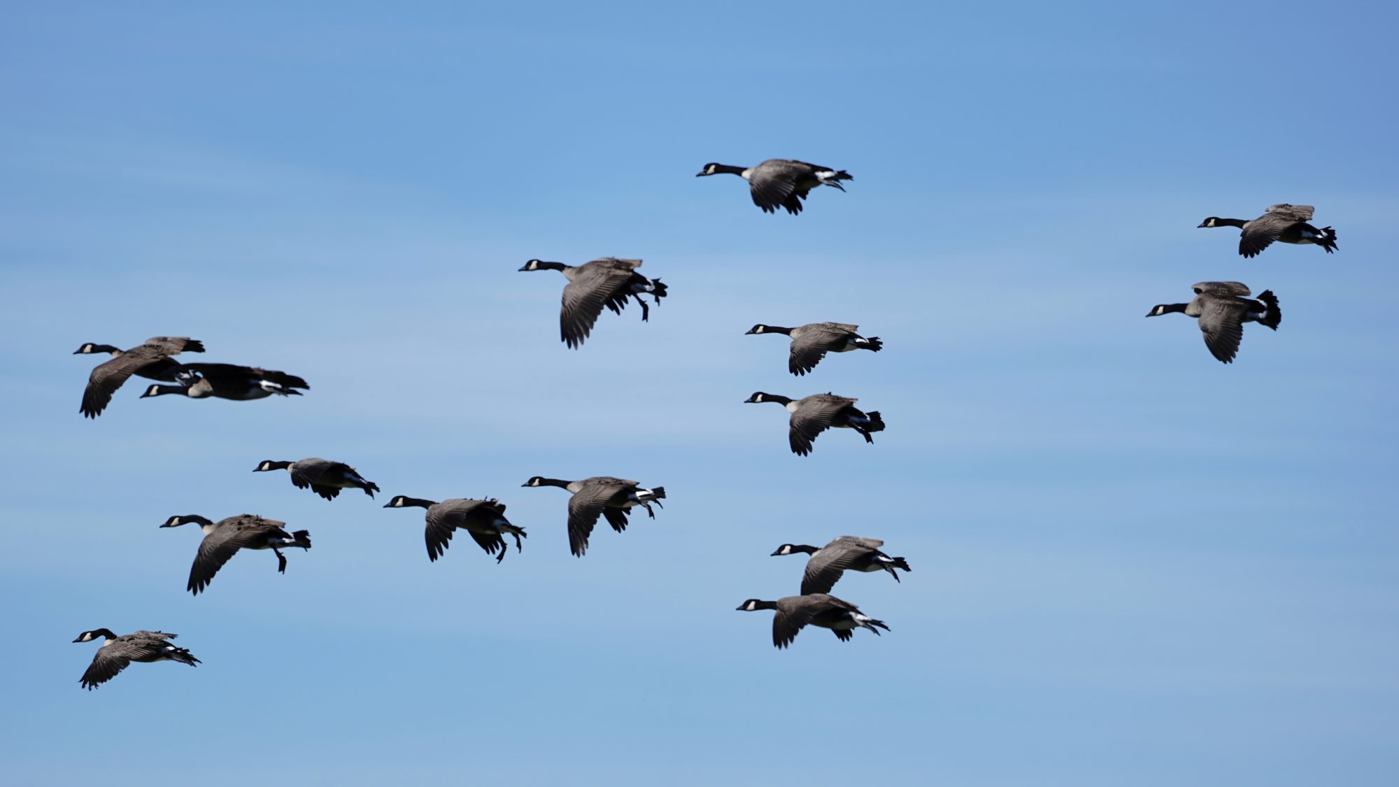 Canada Geese in flight