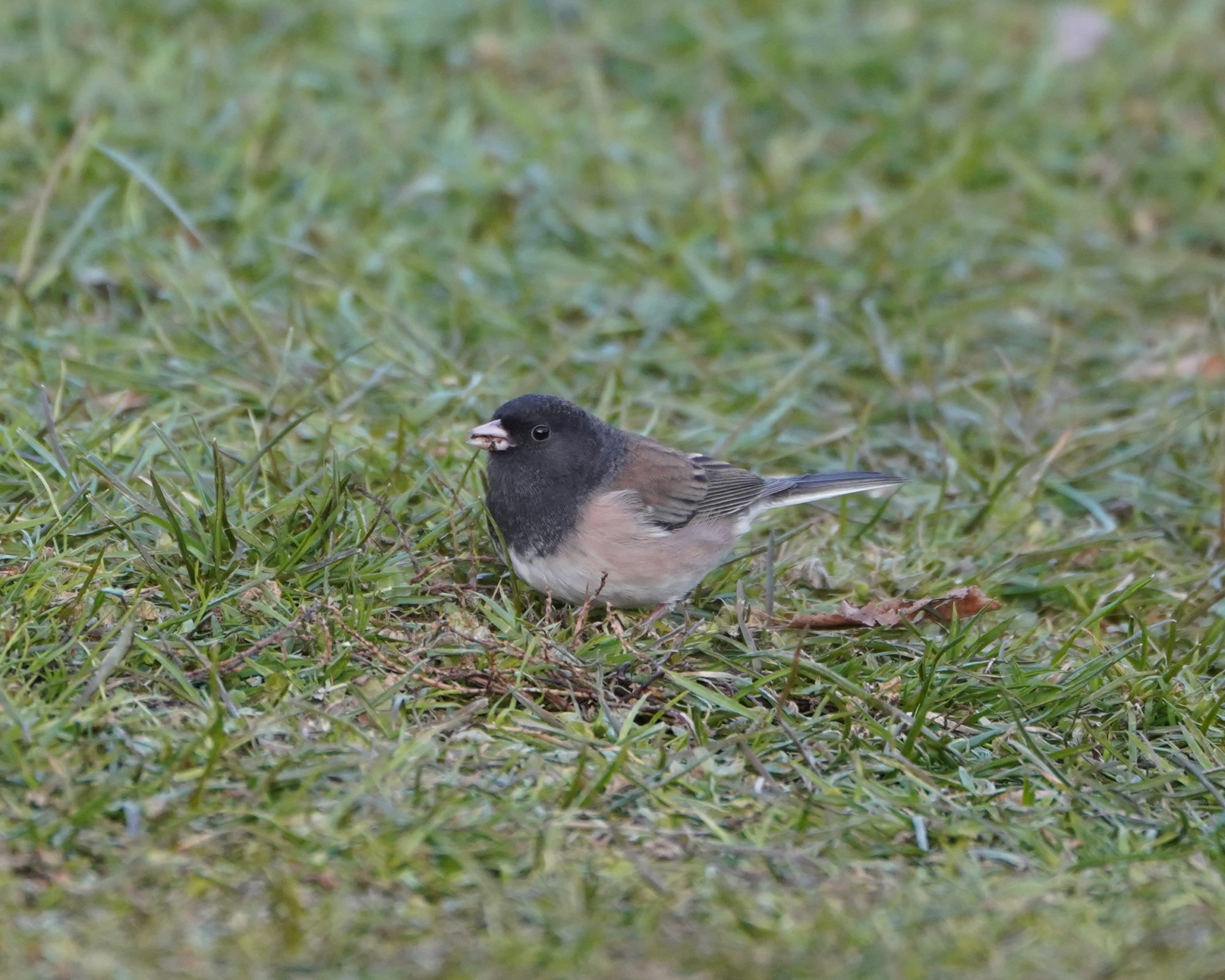 Dark-eyed Junco