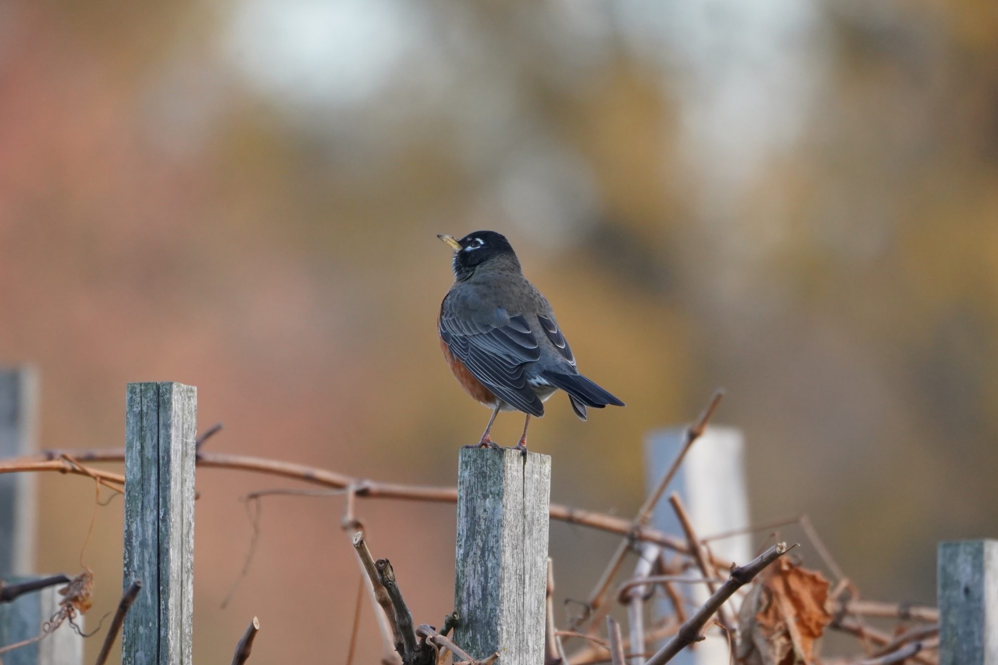 American Robin