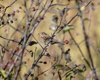 Savannah Sparrow