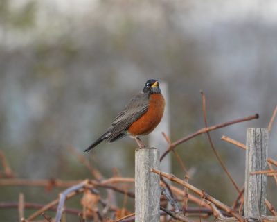 American Robin