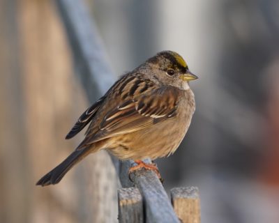 Golden-crowned Sparrow