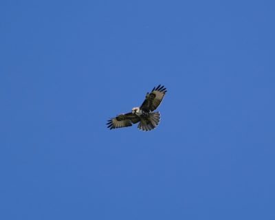 Red-tailed Hawk