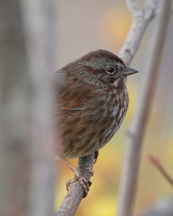 Song Sparrow