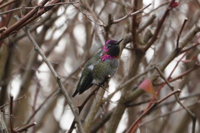 Anna's Hummingbird