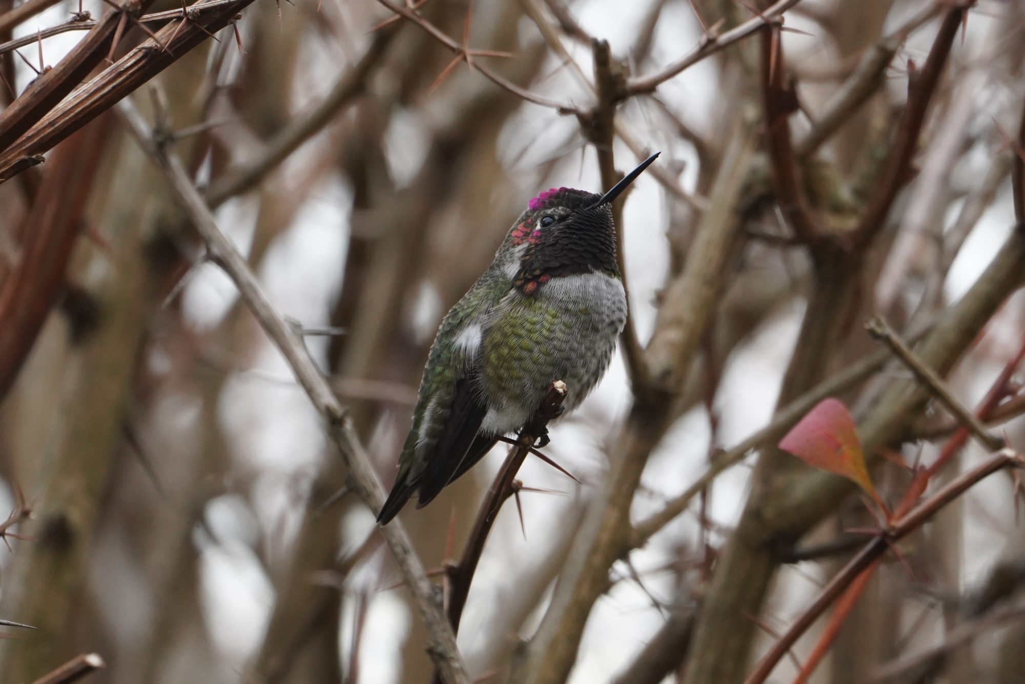 Anna's Hummingbird