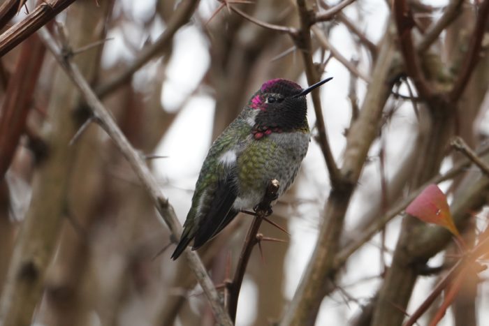 Anna's Hummingbird