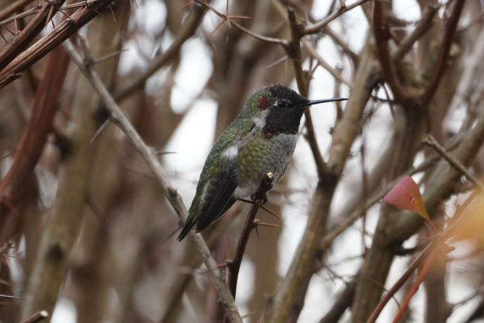 Anna's Hummingbird