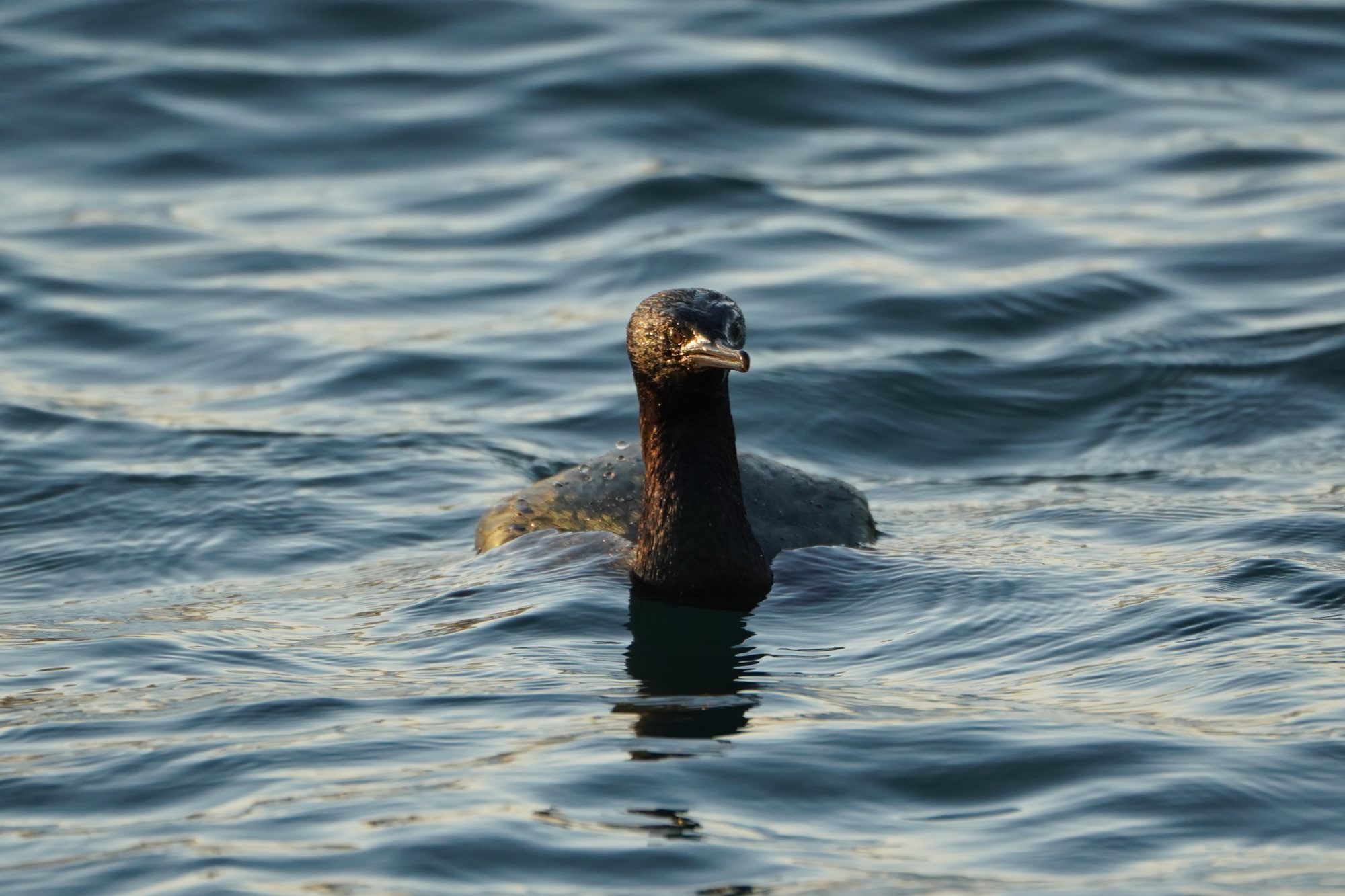 Pelagic Cormorant