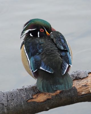 Wood Duck