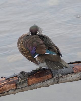 Wood Duck