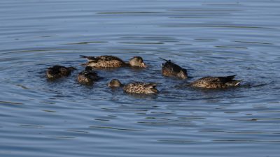 Northern Shovelers