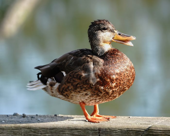 Female Mallard