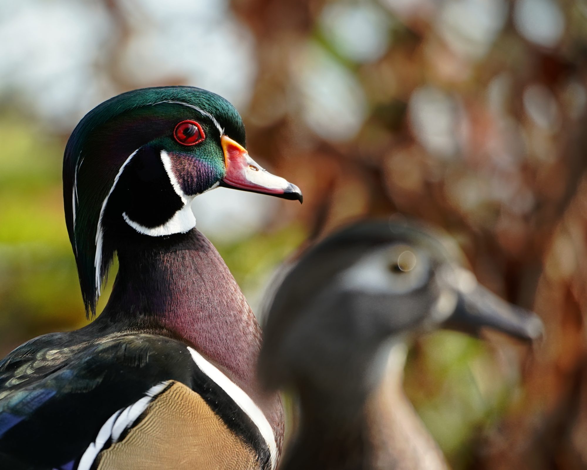 Wood Ducks