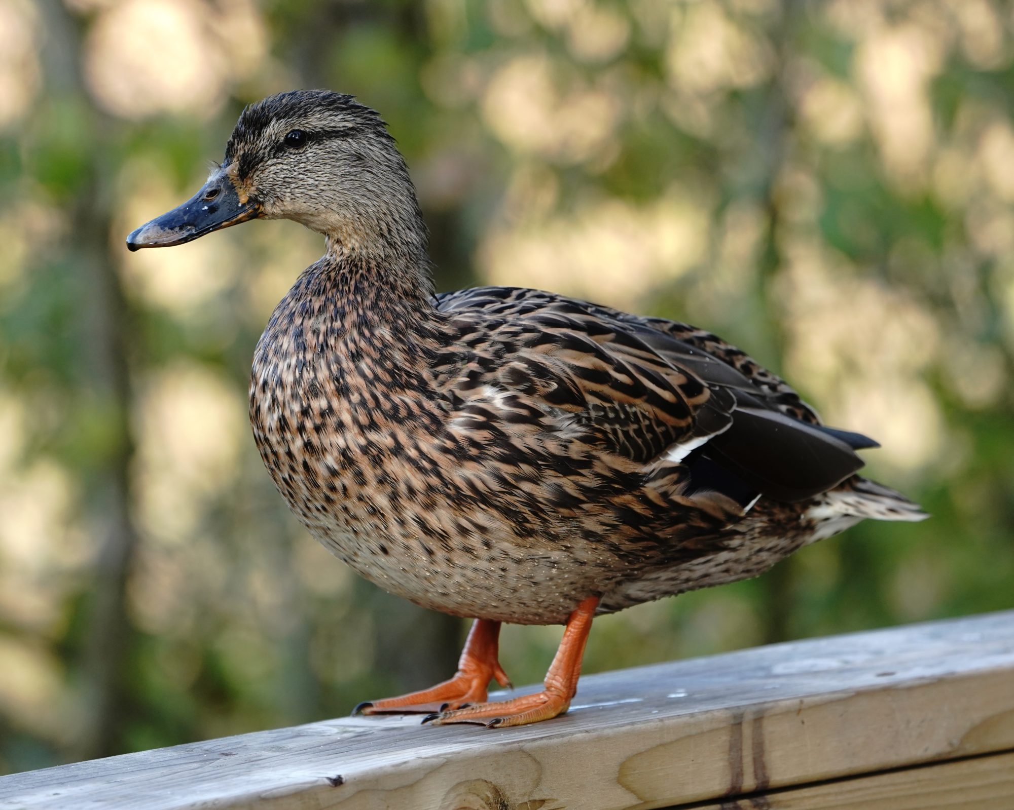 Female Mallard