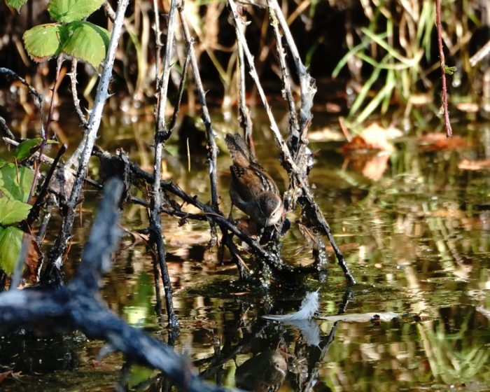 Marsh Wren