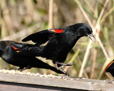 Red-winged Blackbird