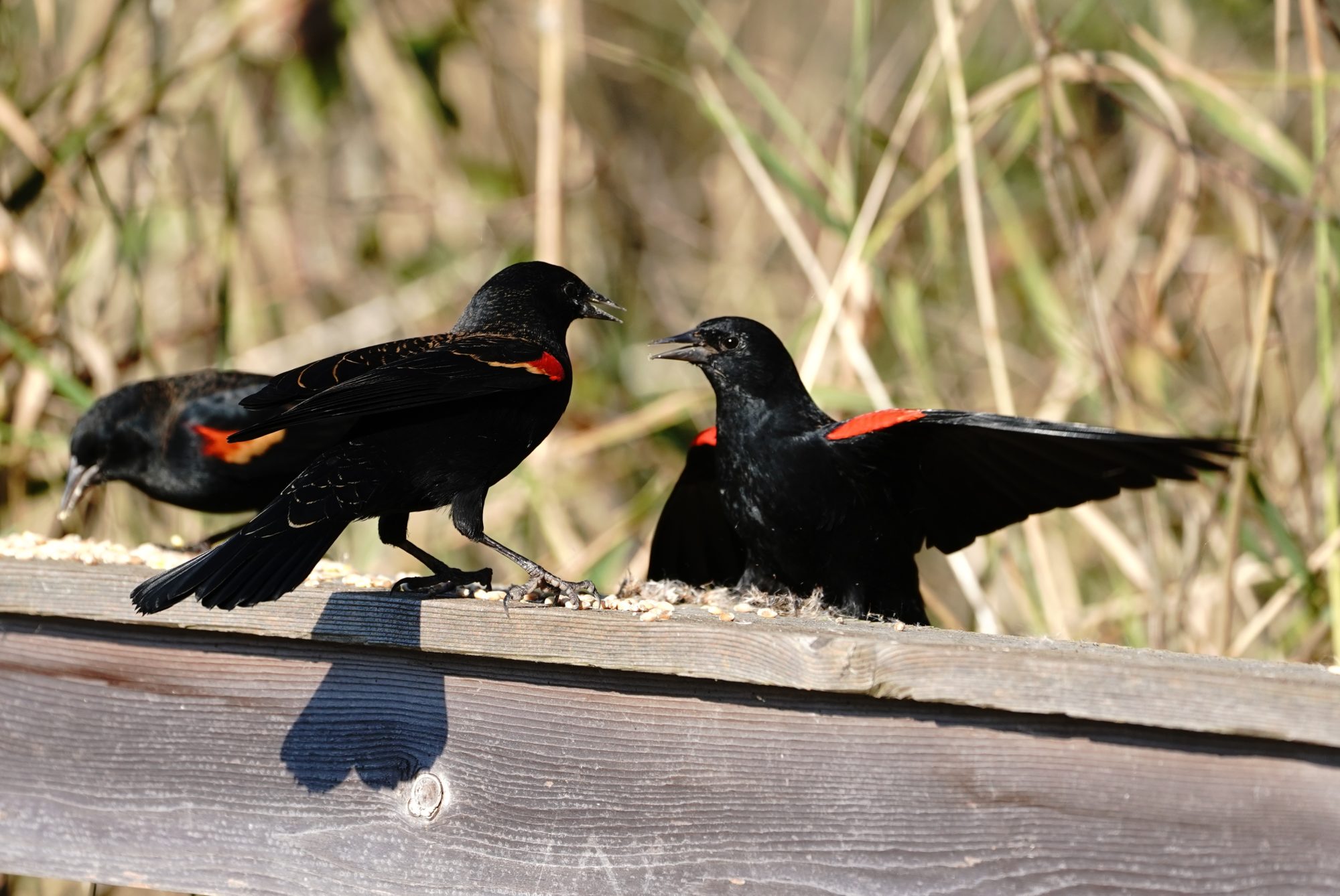 Red-winged Blackbirds