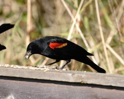 Red-winged Blackbird