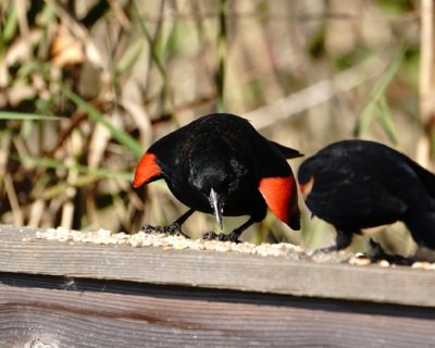 Red-winged Blackbirds