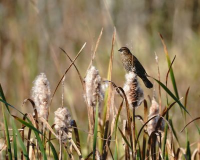 Red-winged Blackbird